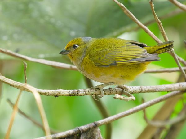 Vuurbuikorganist (Euphonia xanthogaster)